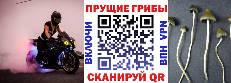 Псилоцибиновые грибы прущие грибы  Почеп 